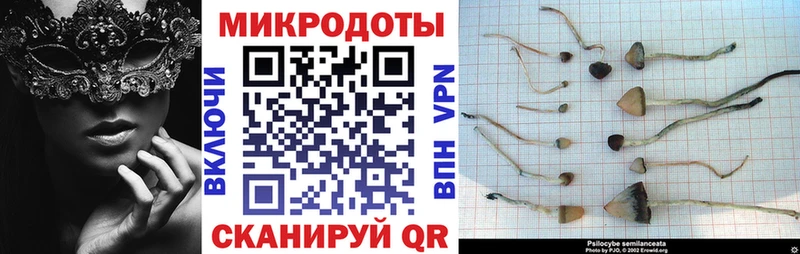 Псилоцибиновые грибы Psilocybe  Купить  Покровск 